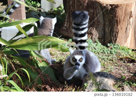 手を口に当てるワオキツネザルのいる動物園の風景 136010182