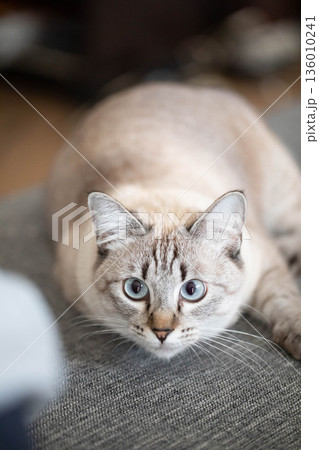 見つめる猫 136010241
