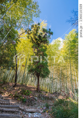 針葉樹と竹林　京都府乙訓郡大山崎町 136010389