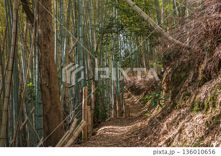 天王山のハイキングコース　竹林のこみち　京都府乙訓郡大山崎町 136010656