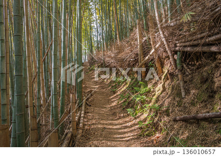 天王山のハイキングコース　竹林のこみち　京都府乙訓郡大山崎町 136010657