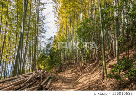 天王山のハイキングコース 竹林のこみち 京都府乙訓郡大山崎町 天王山のハイキングコース 竹林のこみち 京都府乙訓郡大山崎町 136010658
