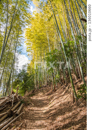 天王山のハイキングコース 竹林のこみち 京都府乙訓郡大山崎町 天王山のハイキングコース 竹林のこみち 京都府乙訓郡大山崎町 136010660