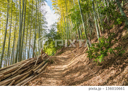 天王山のハイキングコース 竹林のこみち 京都府乙訓郡大山崎町 天王山のハイキングコース 竹林のこみち 京都府乙訓郡大山崎町 136010661