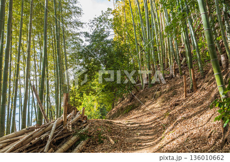 天王山のハイキングコース 竹林のこみち 京都府乙訓郡大山崎町 天王山のハイキングコース 竹林のこみち 京都府乙訓郡大山崎町 136010662