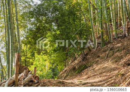 天王山のハイキングコース　竹林のこみち　京都府乙訓郡大山崎町 136010663