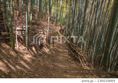 天王山のハイキングコース　竹林のこみち　京都府乙訓郡大山崎町 136010664