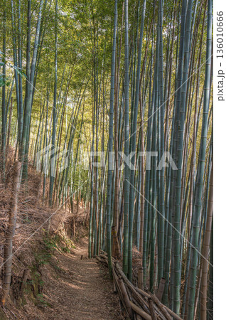 天王山のハイキングコース　竹林のこみち　京都府乙訓郡大山崎町 136010666