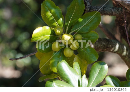 トベラの実・2025年11月 トベラの実・2025年11月 136010863