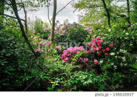 4 colors of rhododendron blossoms in Odense Japanese garden 4 colors of rhododendron blossoms in Odense Japanese garden 136010937
