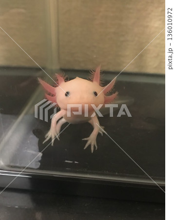 水槽の中でこちらを見るウーパールーパー 136010972