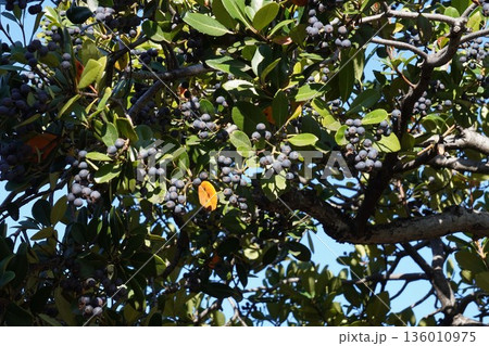 シャリンバイの実・2025年11月 136010975