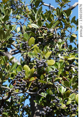 シャリンバイの実・2025年11月 136010976