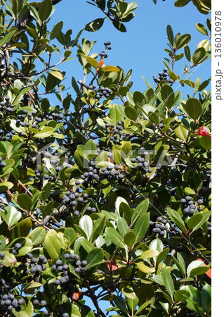 シャリンバイの実・2025年11月 136010978