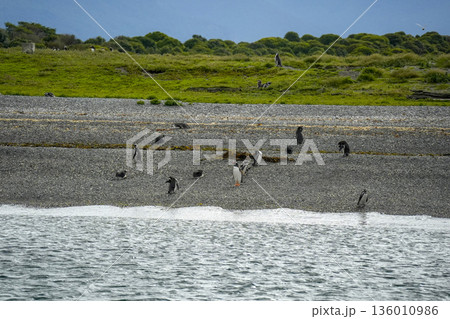 penguins colony isla martillo beagle channel patagonia 136010986