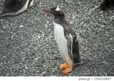 Pygoscelis papua Papua penguins colony isla martillo beagle channel patagonia Pygoscelis papua Papua penguins colony isla martillo beagle channel patagonia 136010987