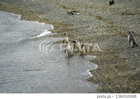 penguins colony isla martillo beagle channel patagonia penguins colony isla martillo beagle channel patagonia 136010988