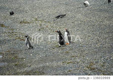 penguins colony isla martillo beagle channel patagonia penguins colony isla martillo beagle channel patagonia 136010989