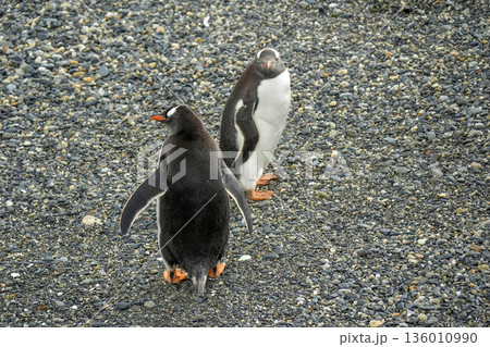 Pygoscelis papua Papua penguins colony isla martillo beagle channel patagonia Pygoscelis papua Papua penguins colony isla martillo beagle channel patagonia 136010990