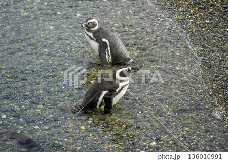 Magellanic penguins colony isla martillo beagle channel patagonia Magellanic penguins colony isla martillo beagle channel patagonia 136010991