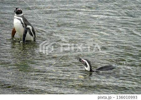 Magellanic penguins colony isla martillo beagle channel patagonia 136010993