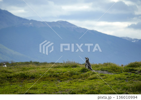 penguins colony isla martillo beagle channel patagonia penguins colony isla martillo beagle channel patagonia 136010994