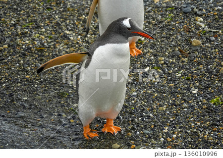 Pygoscelis papua Papua penguins colony isla martillo beagle channel patagonia Pygoscelis papua Papua penguins colony isla martillo beagle channel patagonia 136010996
