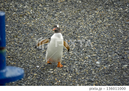 Pygoscelis papua Papua penguins colony isla martillo beagle channel patagonia Pygoscelis papua Papua penguins colony isla martillo beagle channel patagonia 136011000