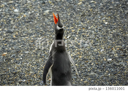 Pygoscelis papua Papua penguins colony isla martillo beagle channel patagonia Pygoscelis papua Papua penguins colony isla martillo beagle channel patagonia 136011001