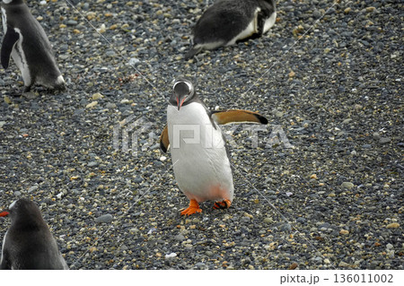 Pygoscelis papua Papua penguins colony isla martillo beagle channel patagonia 136011002