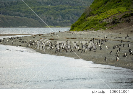 penguins colony isla martillo beagle channel patagonia penguins colony isla martillo beagle channel patagonia 136011004