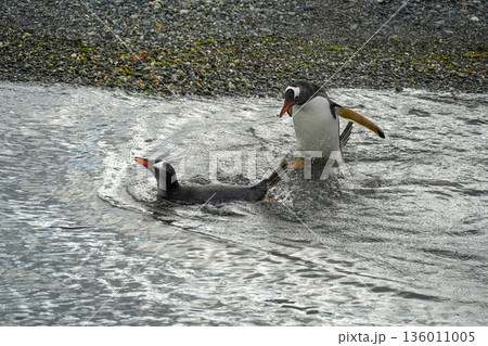 Pygoscelis papua Papua penguins colony isla martillo beagle channel patagonia swimming in the water Pygoscelis papua Papua penguins colony isla martillo beagle channel patagonia swimming in the water 136011005