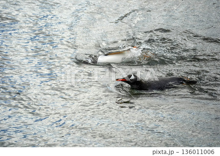 Pygoscelis papua Papua penguins colony isla martillo beagle channel patagonia swimming in the water Pygoscelis papua Papua penguins colony isla martillo beagle channel patagonia swimming in the water 136011006