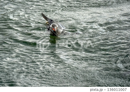 Pygoscelis papua Papua penguins colony isla martillo beagle channel patagonia swimming in the water Pygoscelis papua Papua penguins colony isla martillo beagle channel patagonia swimming in the water 136011007