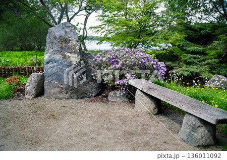 Stunning part of Japanese garden and wooden bench and blue rhododendron blossoms and rock 136011092