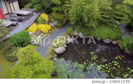 A pond in a Japanese garden and swimming koi carp. 136011170