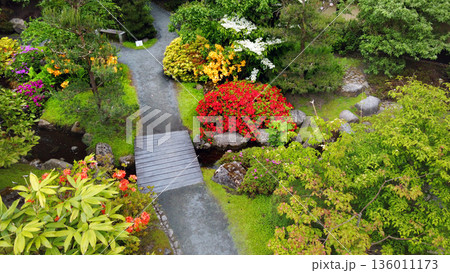 Rhododendron blossoms of 5 colors in Japanese garden Rhododendron blossoms of 5 colors in Japanese garden 136011173
