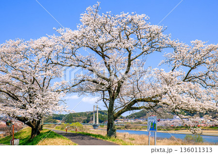 〈島根県〉斐伊川堤防桜並木と木次大橋 136011313