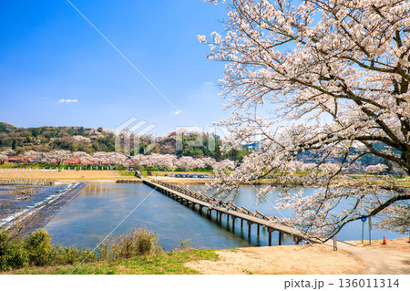 〈島根県〉斐伊川堤防桜並木　沈下橋（潜水橋） 136011314
