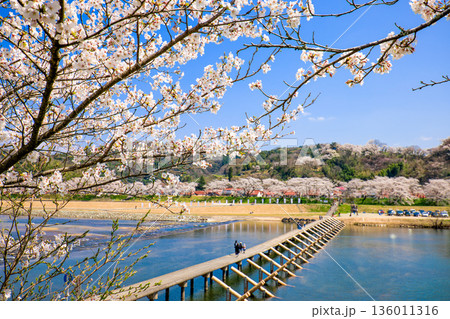 〈島根県〉斐伊川堤防桜並木　沈下橋（潜水橋） 136011316