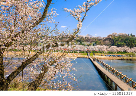〈島根県〉斐伊川堤防桜並木 沈下橋(潜水橋) 〈島根県〉斐伊川堤防桜並木 沈下橋(潜水橋) 136011317