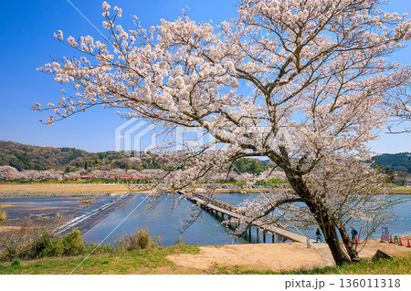 〈島根県〉斐伊川堤防桜並木 沈下橋(潜水橋) 〈島根県〉斐伊川堤防桜並木 沈下橋(潜水橋) 136011318