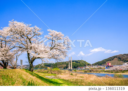 〈島根県〉斐伊川堤防桜並木と木次大橋 〈島根県〉斐伊川堤防桜並木と木次大橋 136011319
