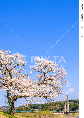 〈島根県〉斐伊川堤防桜並木と木次大橋 〈島根県〉斐伊川堤防桜並木と木次大橋 136011320