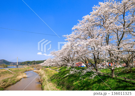 〈島根県〉斐伊川堤防桜並木と木次大橋 〈島根県〉斐伊川堤防桜並木と木次大橋 136011325
