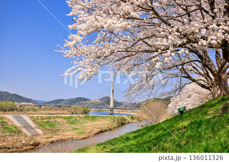 〈島根県〉斐伊川堤防桜並木と木次大橋 〈島根県〉斐伊川堤防桜並木と木次大橋 136011326