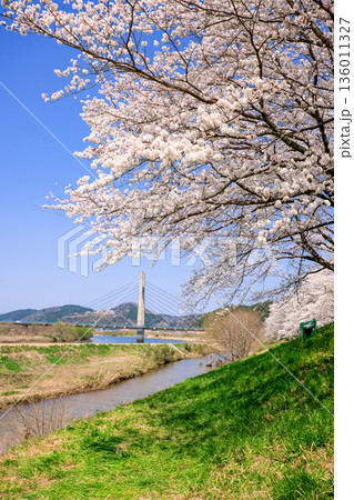 〈島根県〉斐伊川堤防桜並木と木次大橋 〈島根県〉斐伊川堤防桜並木と木次大橋 136011327