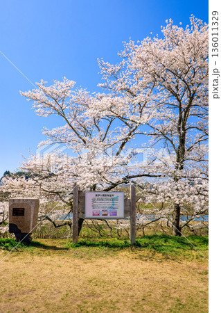 〈島根県〉斐伊川堤防桜並木の石碑と看板 136011329