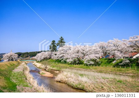 〈島根県〉斐伊川堤防桜並木と久野川 〈島根県〉斐伊川堤防桜並木と久野川 136011331