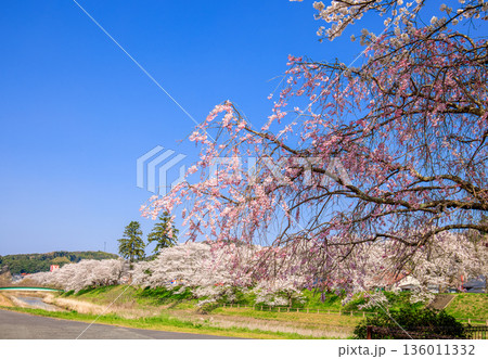 〈島根県〉斐伊川堤防桜並木と久野川 〈島根県〉斐伊川堤防桜並木と久野川 136011332